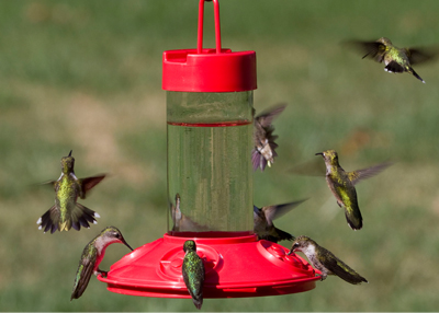 songbird essentials spiral feeder